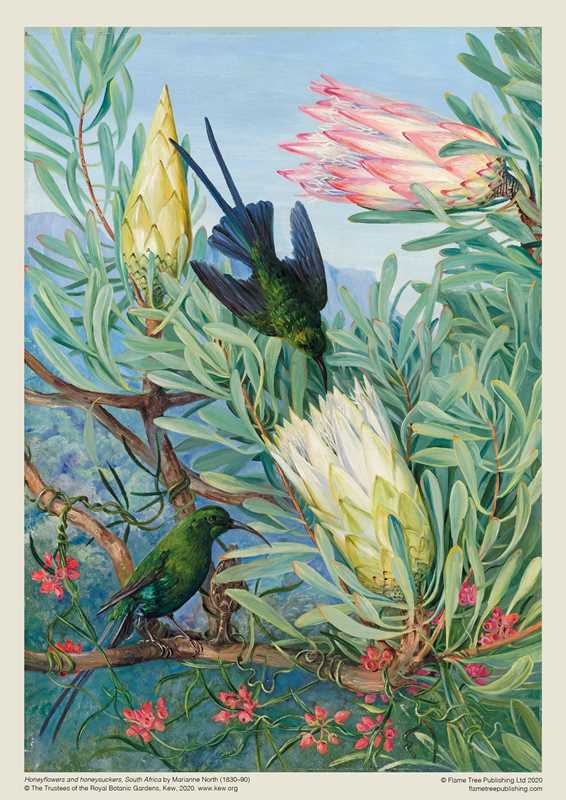 Adult Jigsaw Puzzle Kew Gardens' Marianne North: Honeyflowers and Honeysuckers by: Jigsaw; 1 pages / English